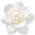White gardenia